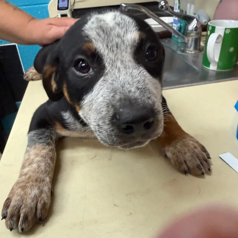 A baby small-sized male Black Australian Cattle Dog / Blue Heeler dog named Rhett for adoption in Ardmore, OK
