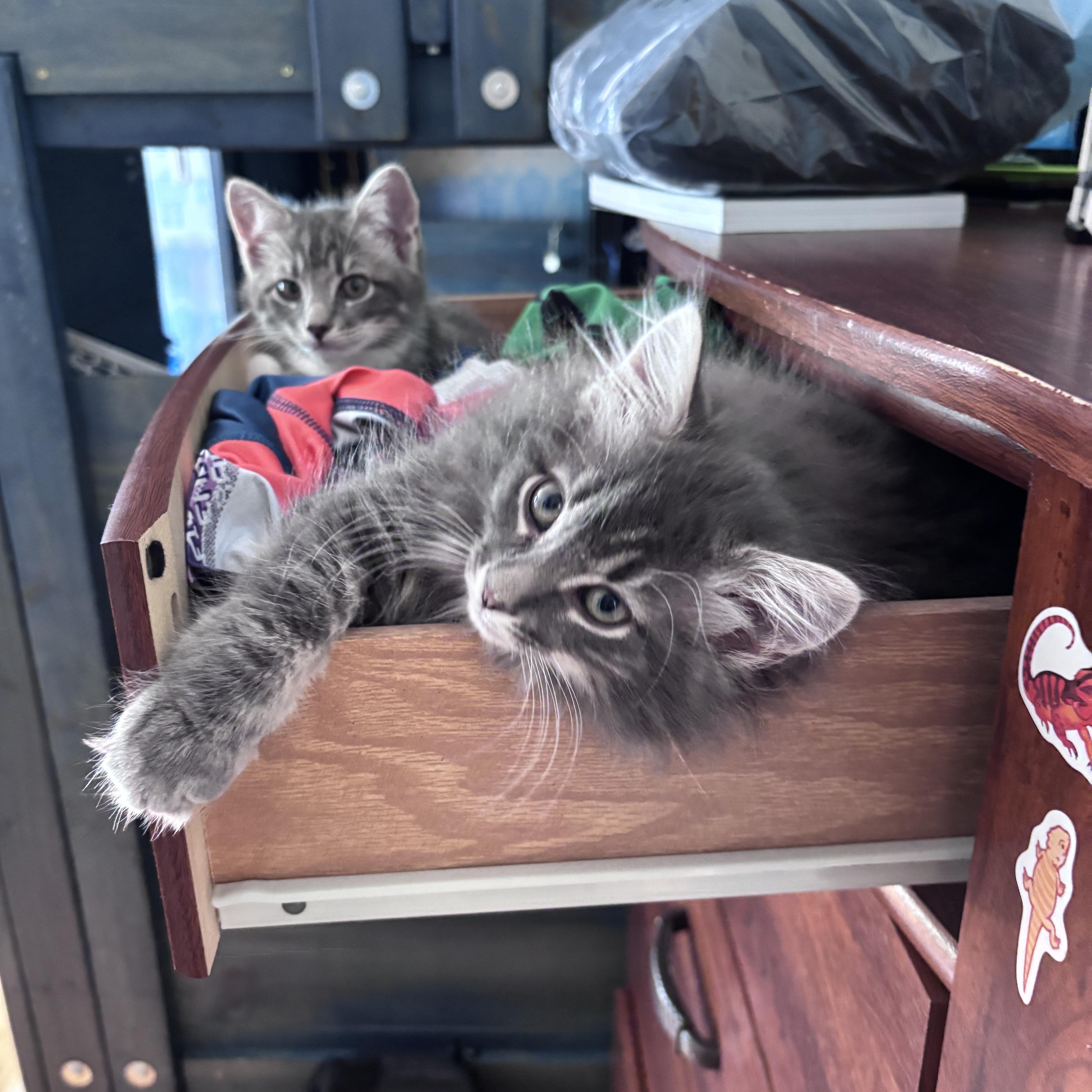 Cinnamon & Bun Bonded