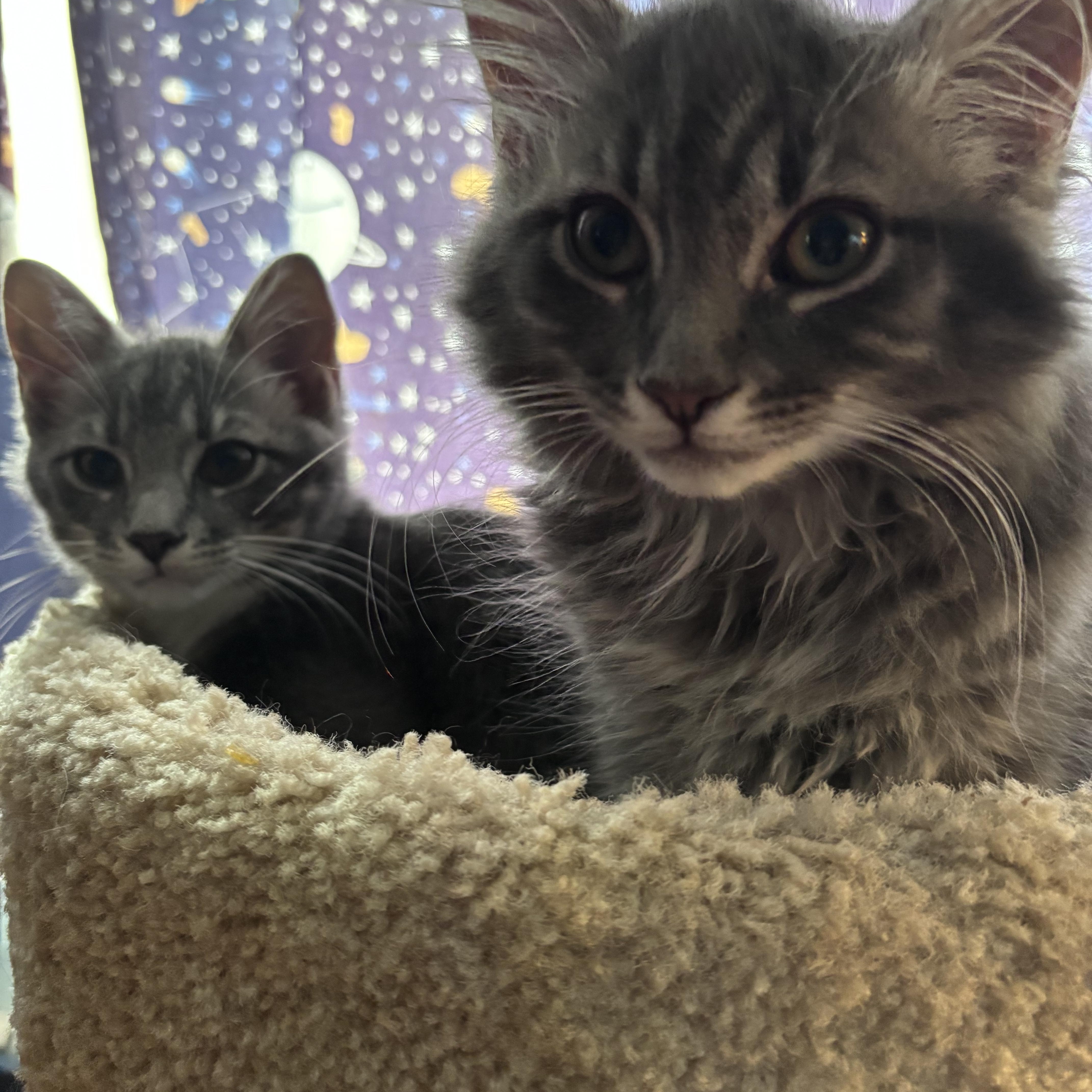 Cinnamon & Bun Bonded thumbnail 3