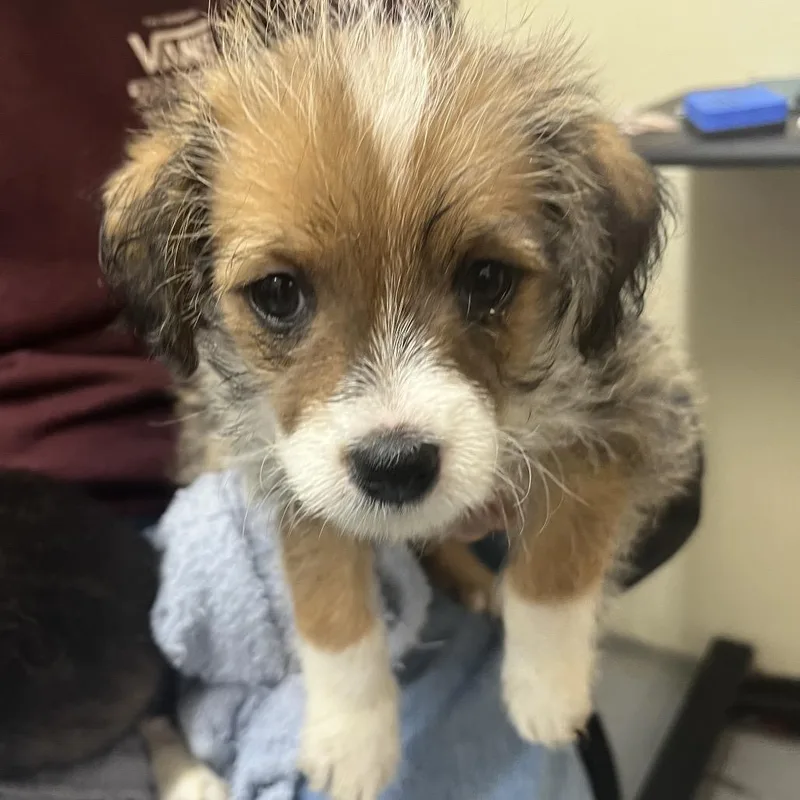A baby small-sized female Brown / Chocolate Terrier dog named Baby Ruth for adoption in Point Richmond, CA