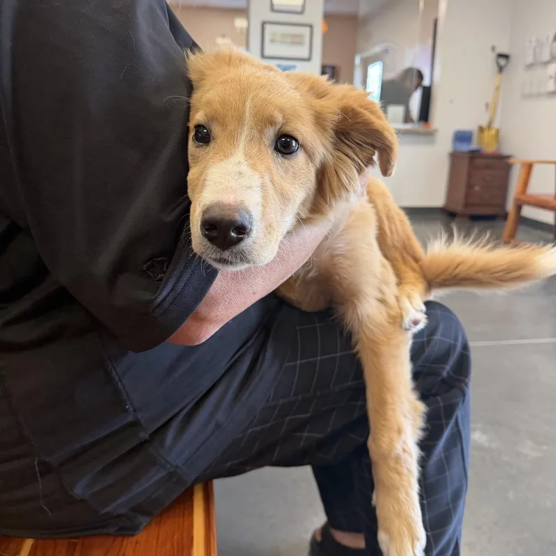 A young small-sized female Red / Chestnut / Orange Mixed Breed dog named Aubrey for adoption in Dickinson, TX