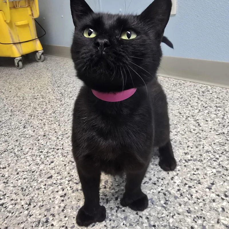 A young medium-sized female Black Domestic Short Hair cat named Thumbelina for adoption in Farmington, MO