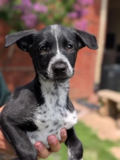 An adult large-sized female Australian Cattle Dog / Blue Heeler dog named Harley for adoption in Mansfield, TX