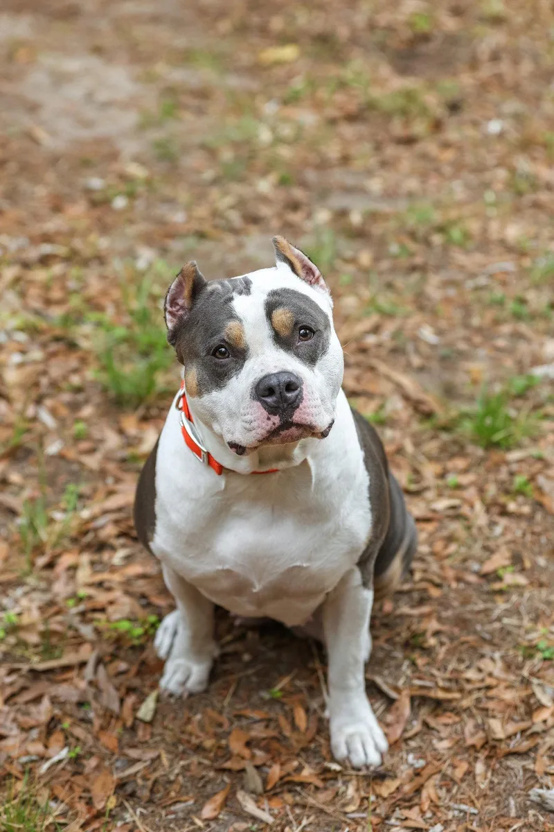 An adult medium-sized female American Staffordshire Terrier dog named Madonna for adoption in Gainesville, FL