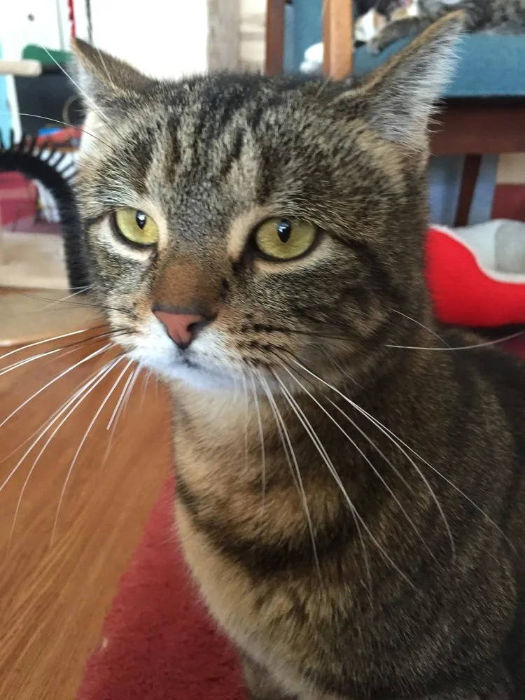 An adult medium-sized female Brown / Chocolate Domestic Short Hair cat named Butters for adoption in Ferndale, MI