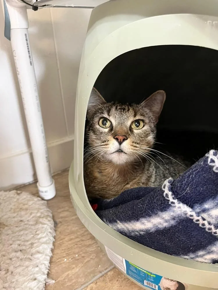 A senior large-sized male Tabby cat named Tex for adoption in Papillion, NE