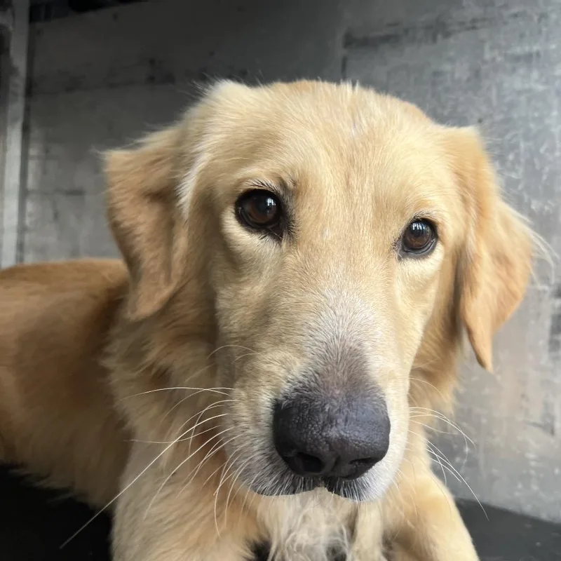 An adult medium-sized male Golden Retriever dog named Air Bucky for adoption in Edinburg, TX