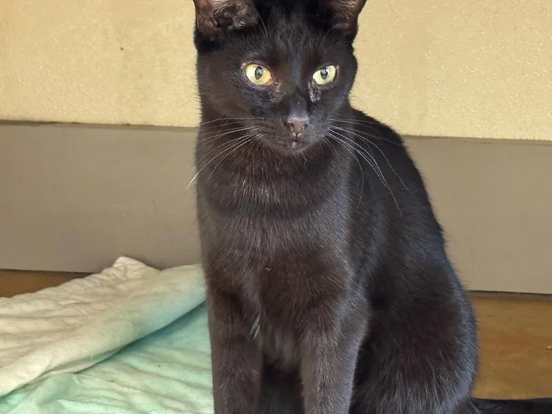 A young medium-sized male Black Domestic Short Hair cat named Moe for adoption in Austin, MN