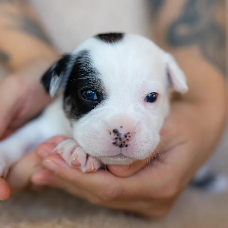 Espresso thumbnail 3