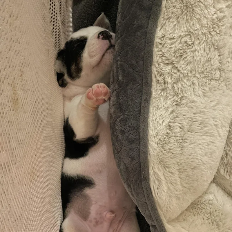 Espresso thumbnail 4