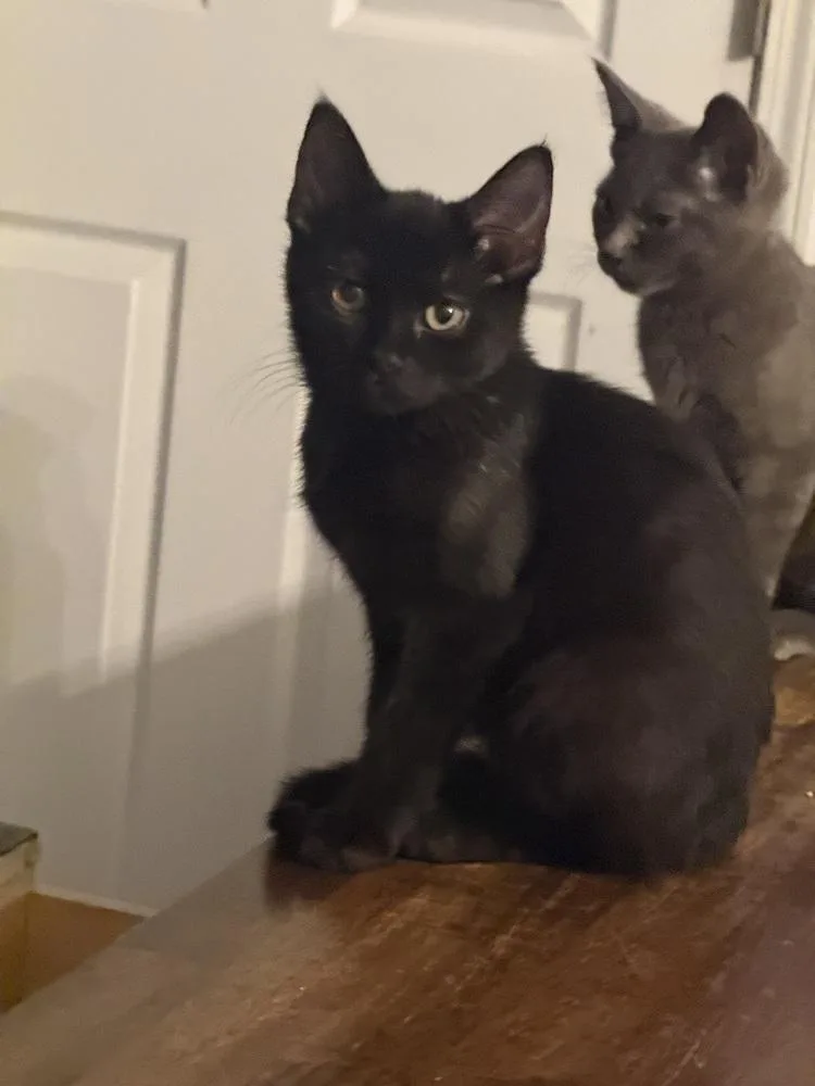A baby medium-sized male Black Domestic Short Hair cat named Couri for adoption in Clinton Township, MI