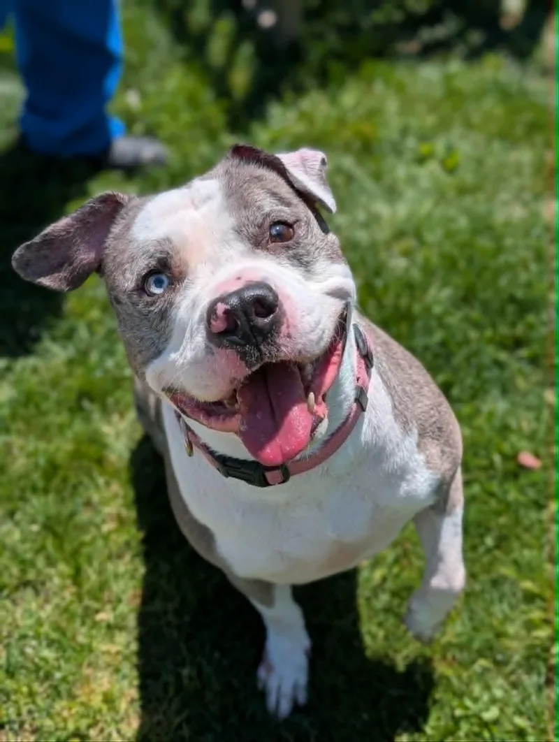 An adult large-sized male Merle (Blue) Terrier dog named Simba for adoption in Chambersburg, PA