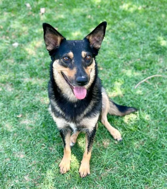 An adult large-sized female Shepherd dog named Alayah for adoption in Riverside, CA