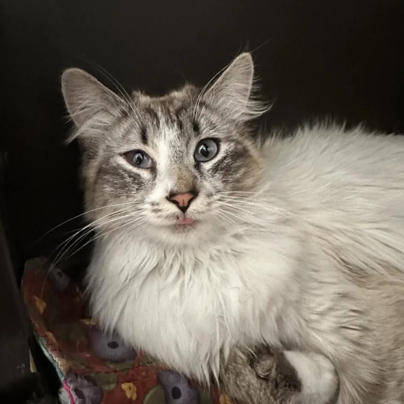 A young medium-sized female Gray / Blue / Silver Domestic Long Hair cat named Fig for adoption in Durango, CO