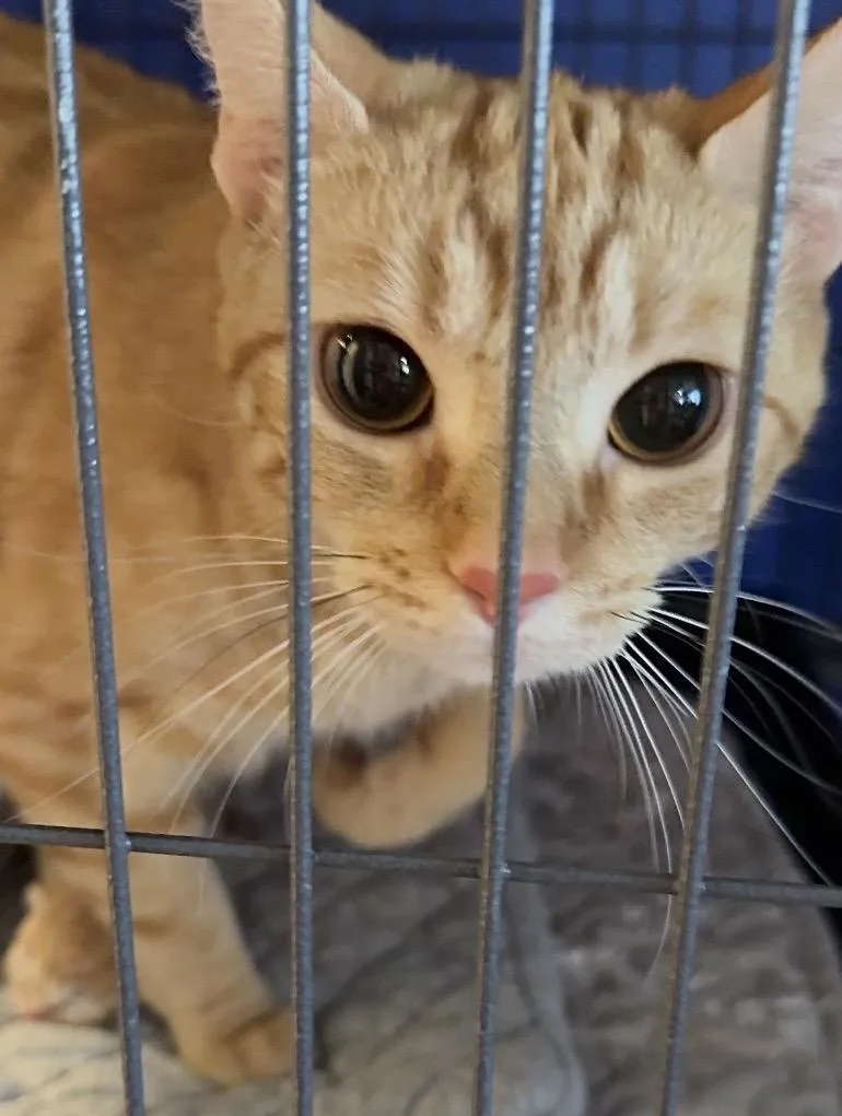 A young medium-sized female Domestic Short Hair cat named Sunny for adoption in Palmer, AK