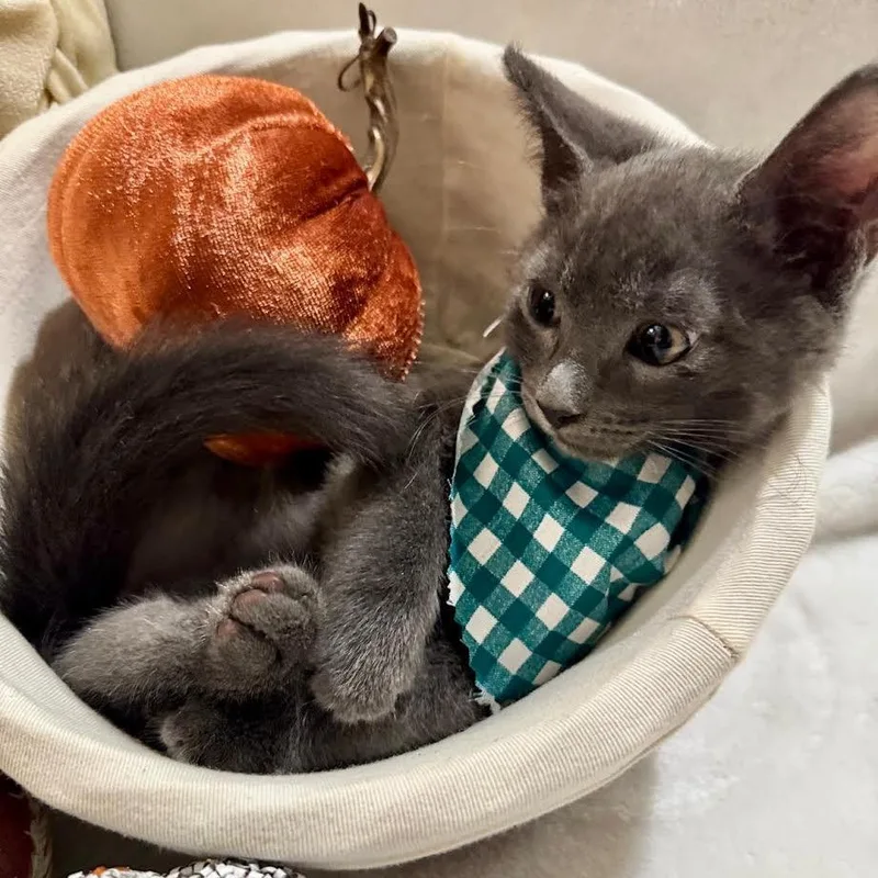 A baby small-sized male Russian Blue cat named Nash for adoption in Miami, FL