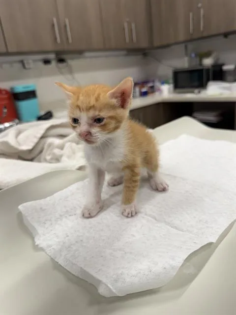 A baby small-sized male Domestic Short Hair cat named Atom for adoption in Baytown, TX