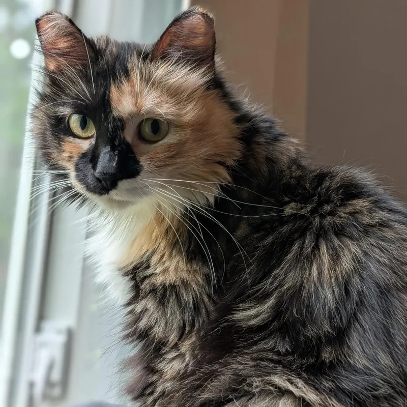 An adult medium-sized female Calico Domestic Long Hair cat named Thea for adoption in Chaska, MN