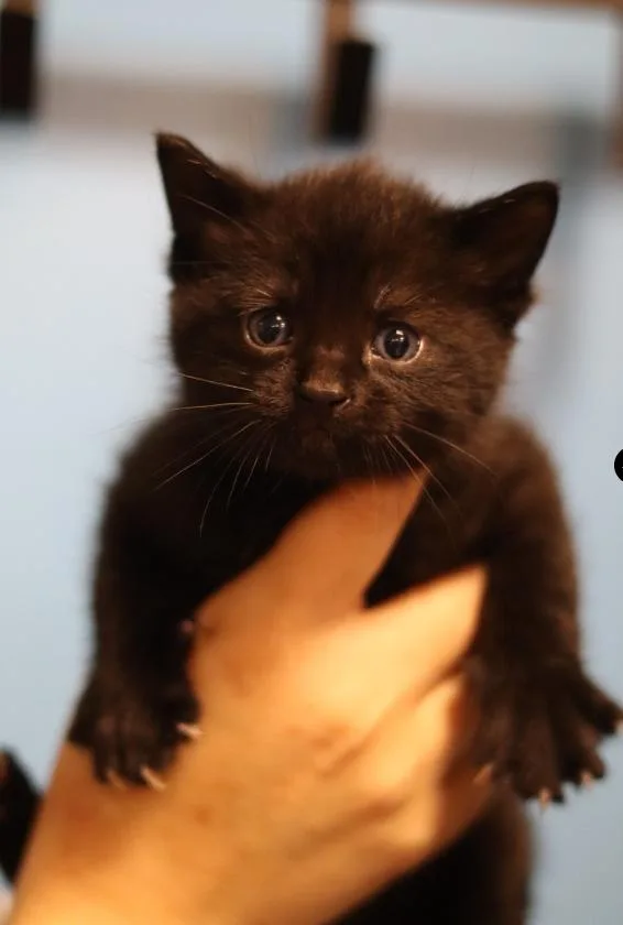 A baby medium-sized female Black Domestic Short Hair cat named Dina for adoption in Chicago, IL
