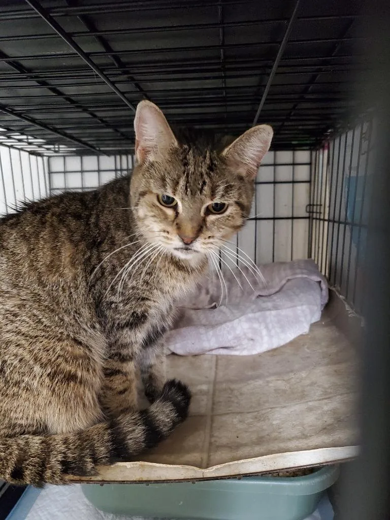 A senior medium-sized female Domestic Short Hair cat named Sky for adoption in Philippi, WV