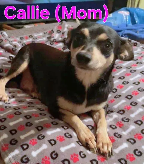 A baby small-sized male Chihuahua dog named Charlie for adoption in Dallas, TX