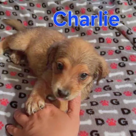 Charlie thumbnail 5