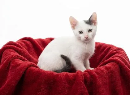 A baby small-sized male Domestic Short Hair cat named Altair for adoption in Cumming, GA