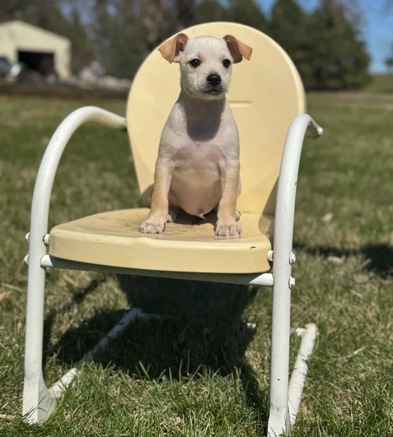 A baby small-sized male White / Cream Mixed Breed dog named Skeeter for adoption in Faribault, MN