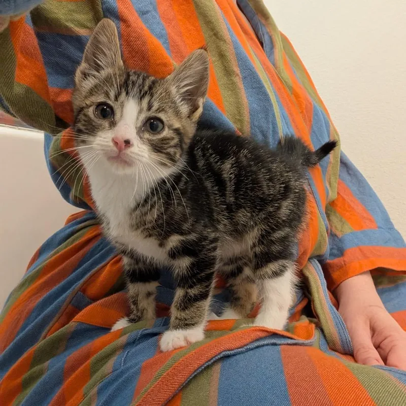 A baby small-sized male Brown / Chocolate Domestic Short Hair cat named Pablo for adoption in Long Beach, CA