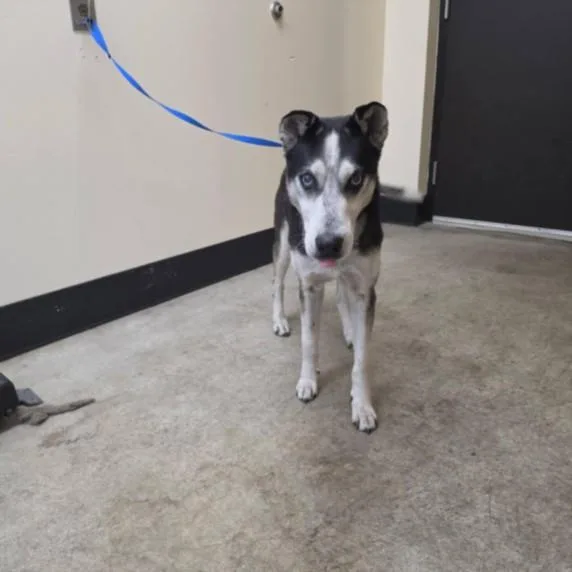 An adult medium-sized male Siberian Husky dog named Gramps for adoption in Los Angeles, CA