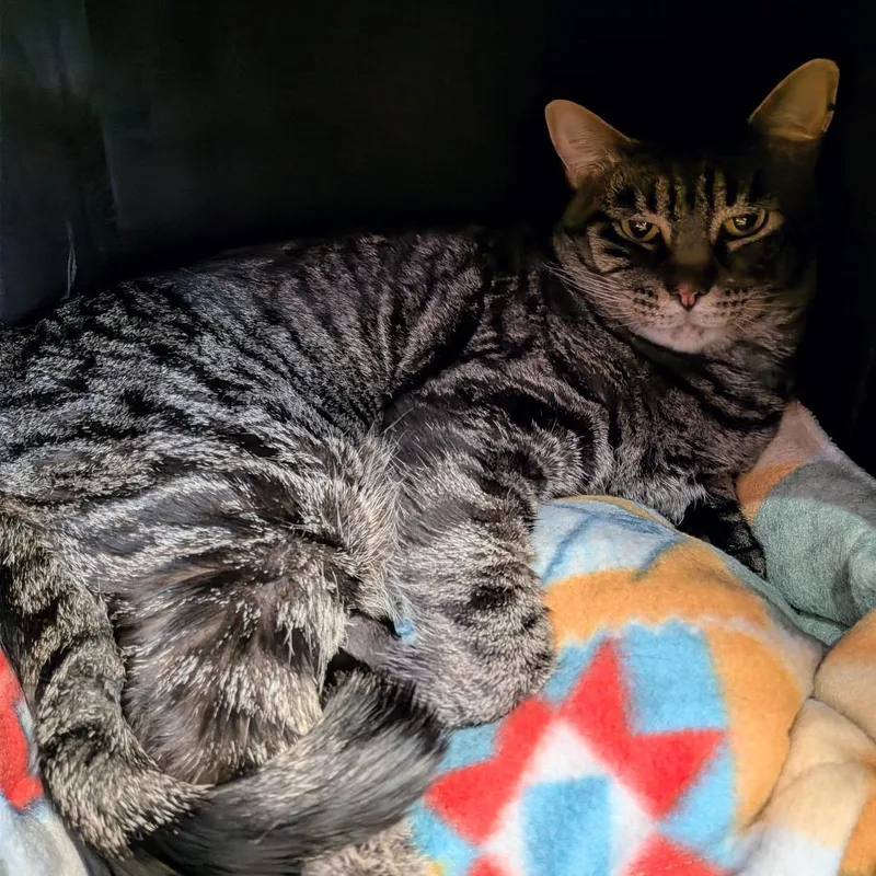An adult large-sized male Brown / Chocolate Domestic Short Hair cat named Andy for adoption in Springfield, IL