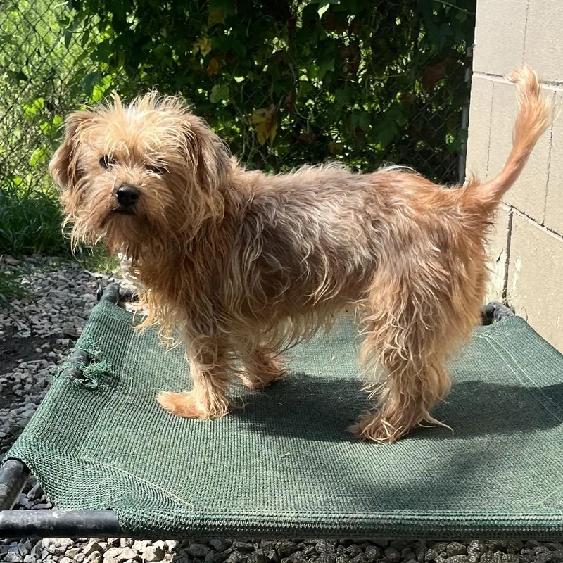 An adult small-sized female Yellow / Tan / Blond / Fawn Norfolk Terrier dog named Bella for adoption in Birmingham, AL