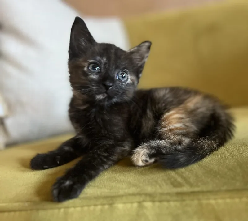 A baby small-sized female Domestic Medium Hair cat named S’mores for adoption in Blanchard, OK