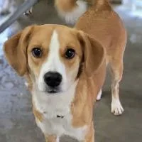 An adult medium-sized female Mixed Breed dog named Gemma for adoption in Monticello, NY