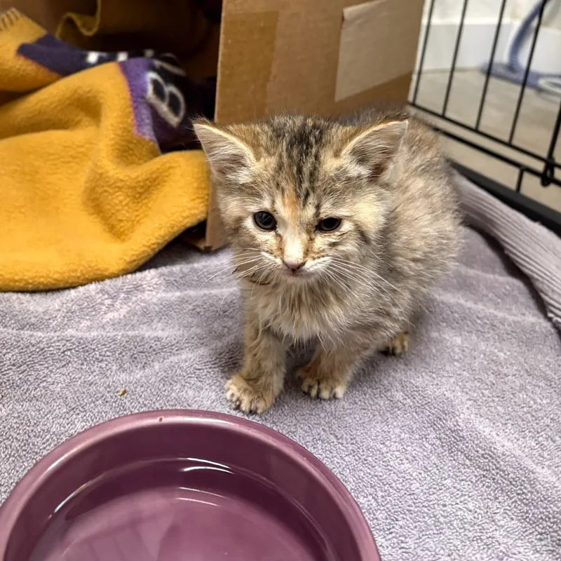 A baby small-sized female Brown / Chocolate Domestic Short Hair cat named Genesis for adoption in Spokane, WA