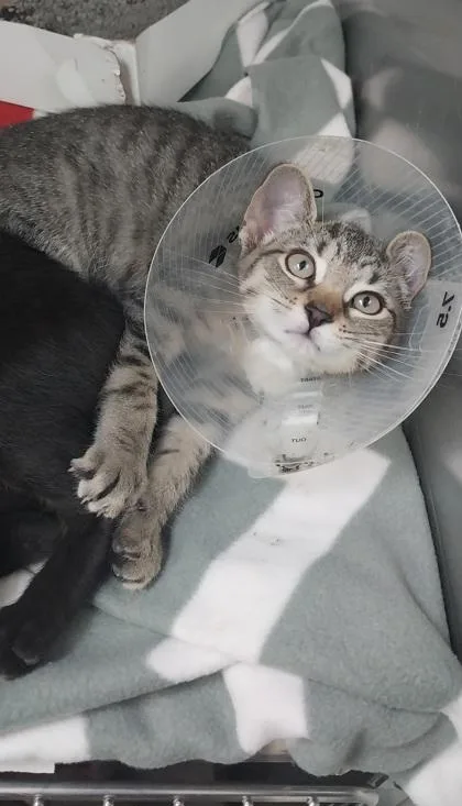 A young small-sized female Domestic Short Hair cat named Polaroid for adoption in North Miami Beach, FL