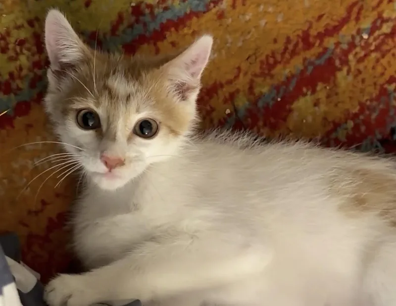 A young medium-sized male Orange & White Domestic Short Hair cat named Ginger for adoption in Scottsdale, AZ