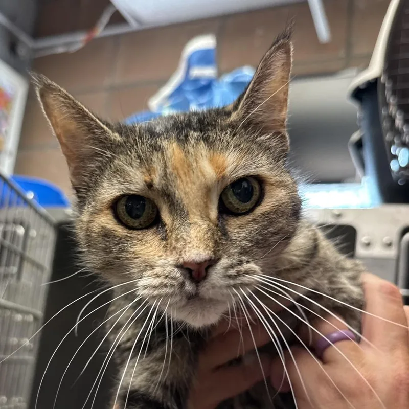 A young medium-sized female Domestic Short Hair cat named Penny for adoption in Midland, TX