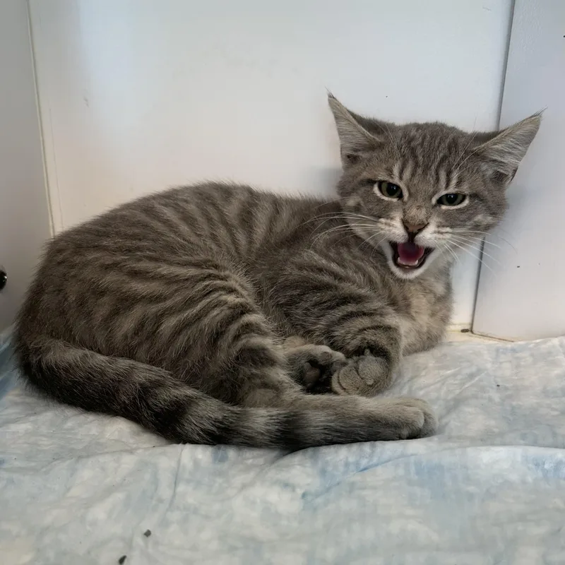 A baby medium-sized male Tabby (Gray / Blue / Silver) Domestic Short Hair cat named Snapdragon for adoption in Manassas, VA