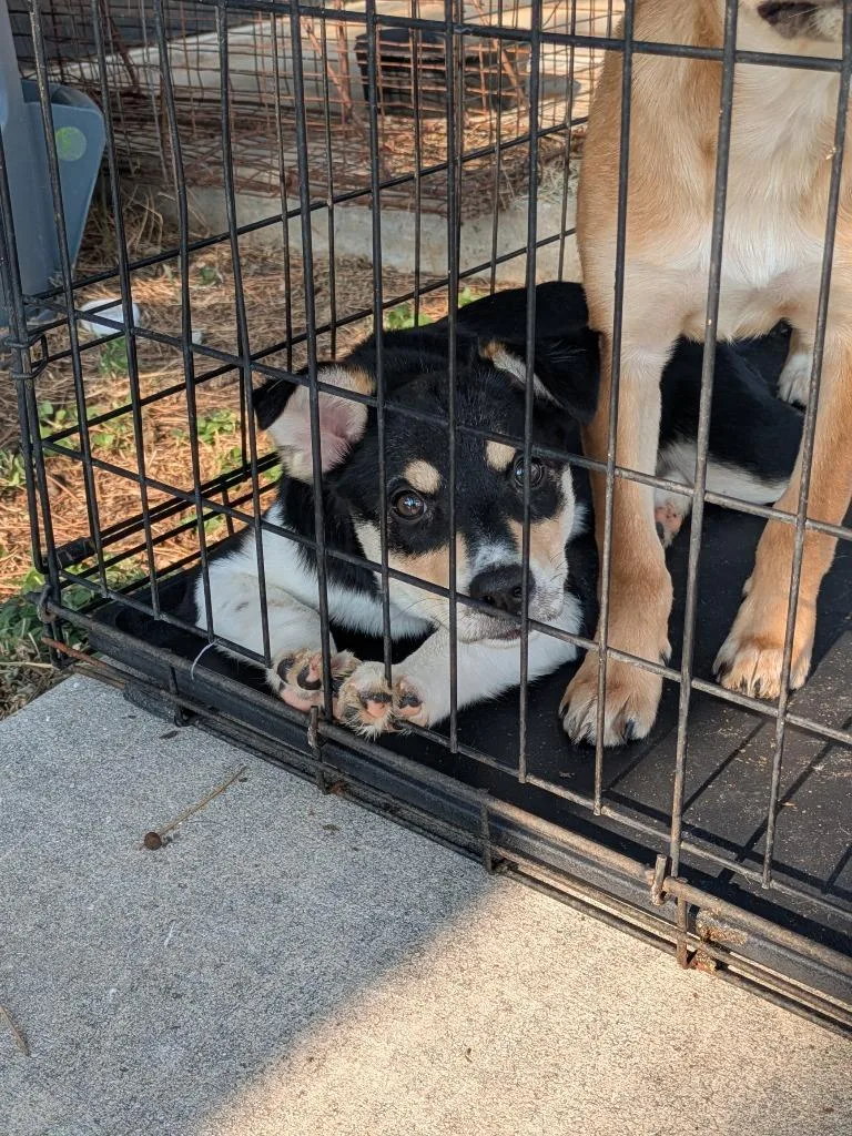 A baby medium-sized female Cattle Dog dog named Brittany for adoption in Brownwood, TX