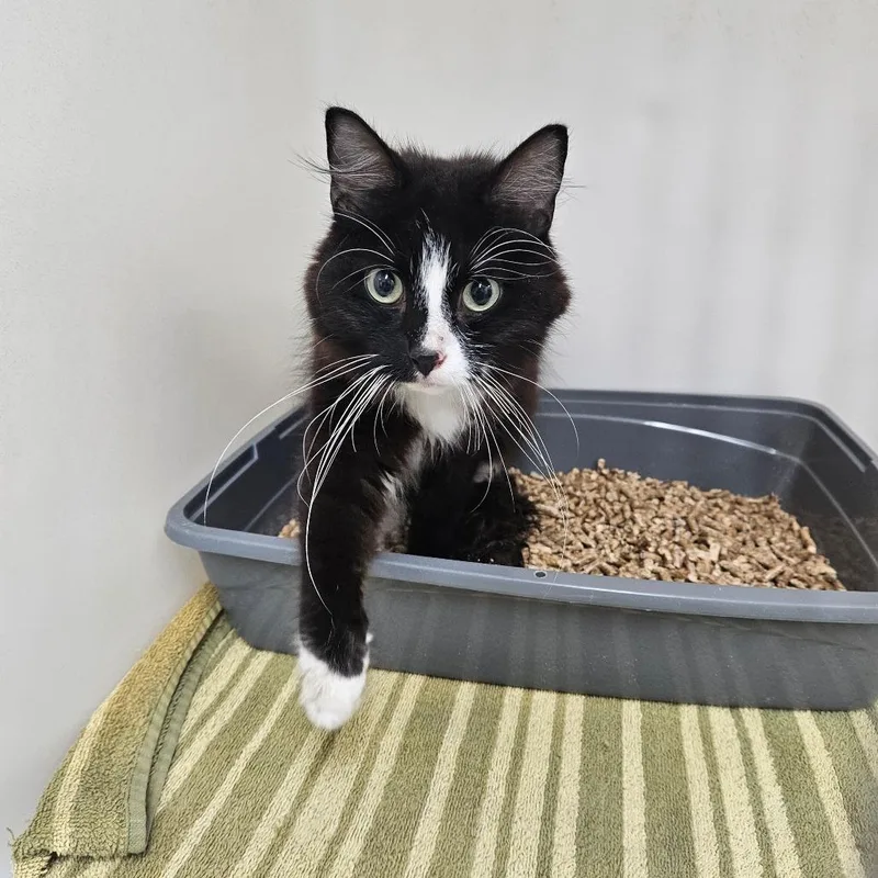 An adult small-sized female Black Domestic Medium Hair cat named Flopsy for adoption in Pasadena , MD