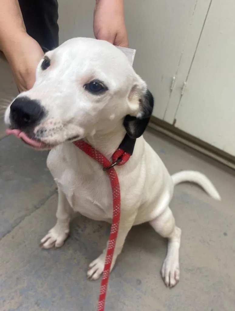 A baby medium-sized female Labrador Retriever dog named Lena for adoption in Bryant, AR