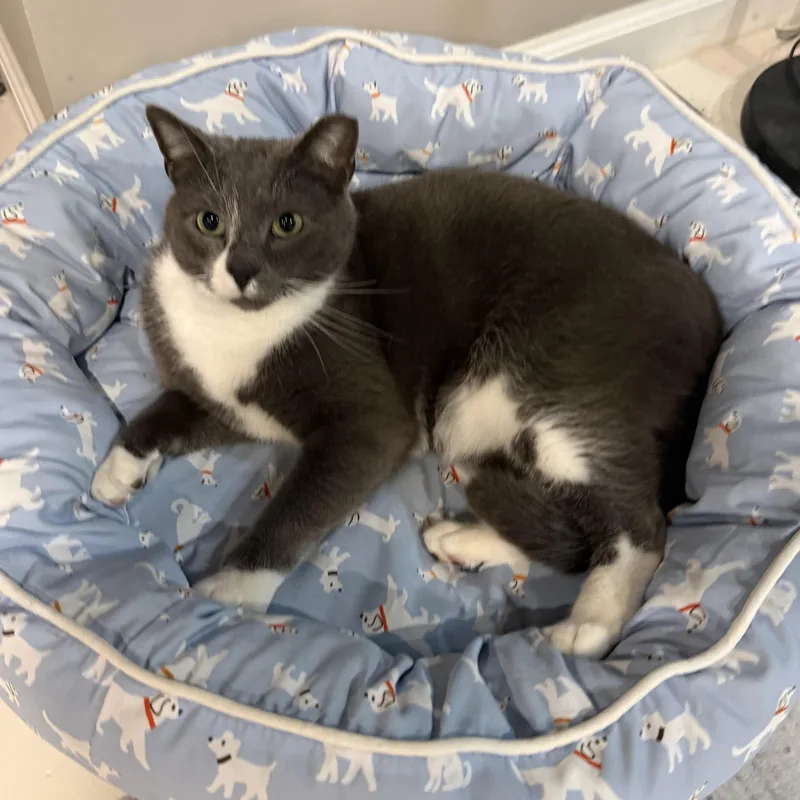 Teddy Bear thumbnail 2