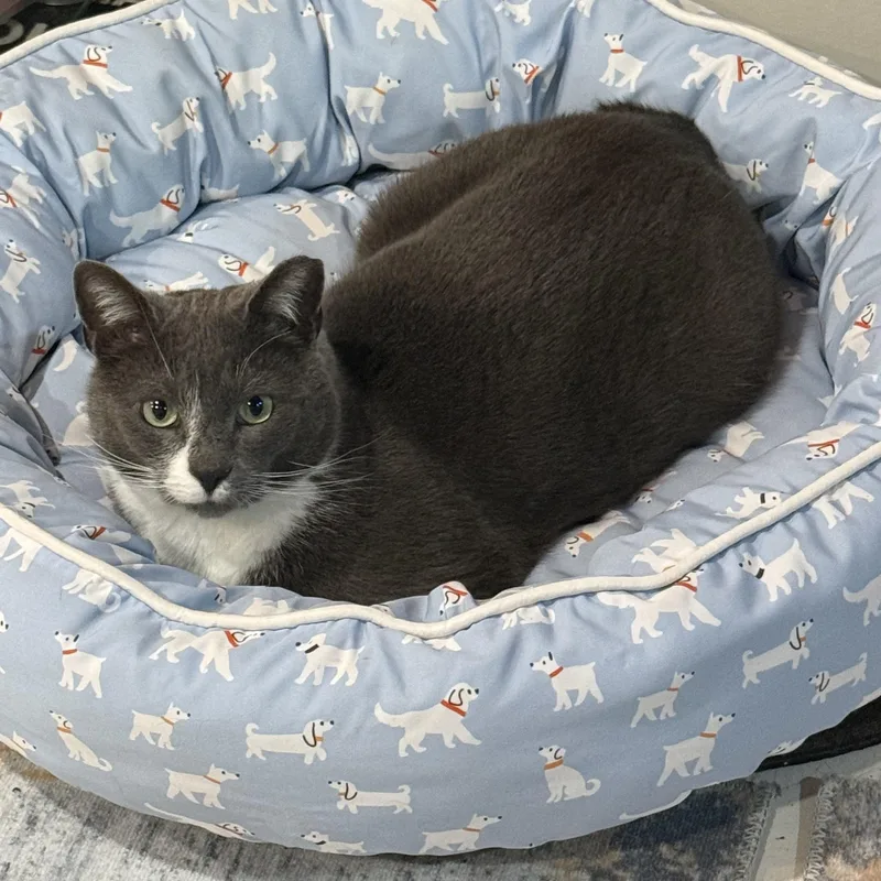 Teddy Bear thumbnail 3