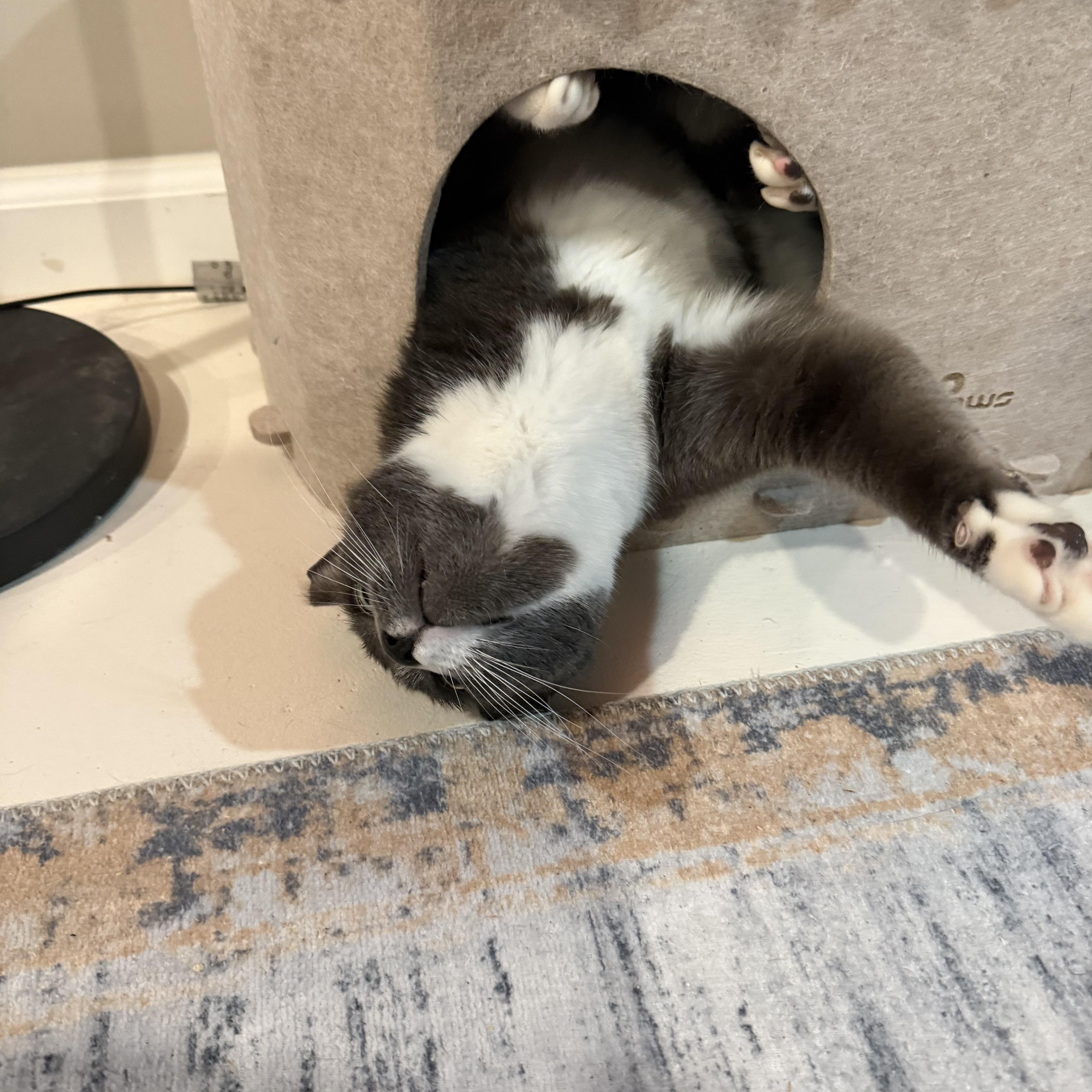 Teddy Bear thumbnail 4