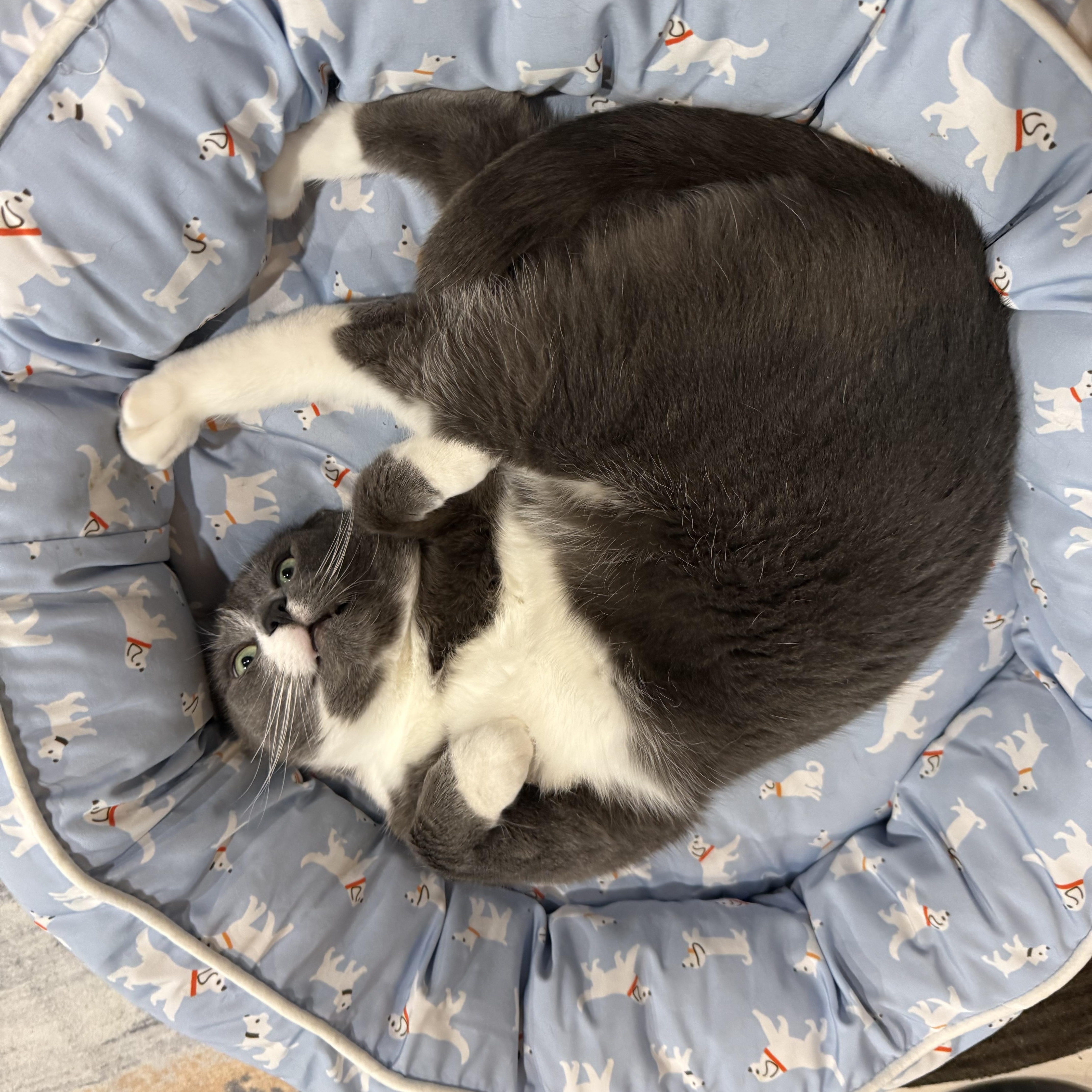 Teddy Bear thumbnail 5