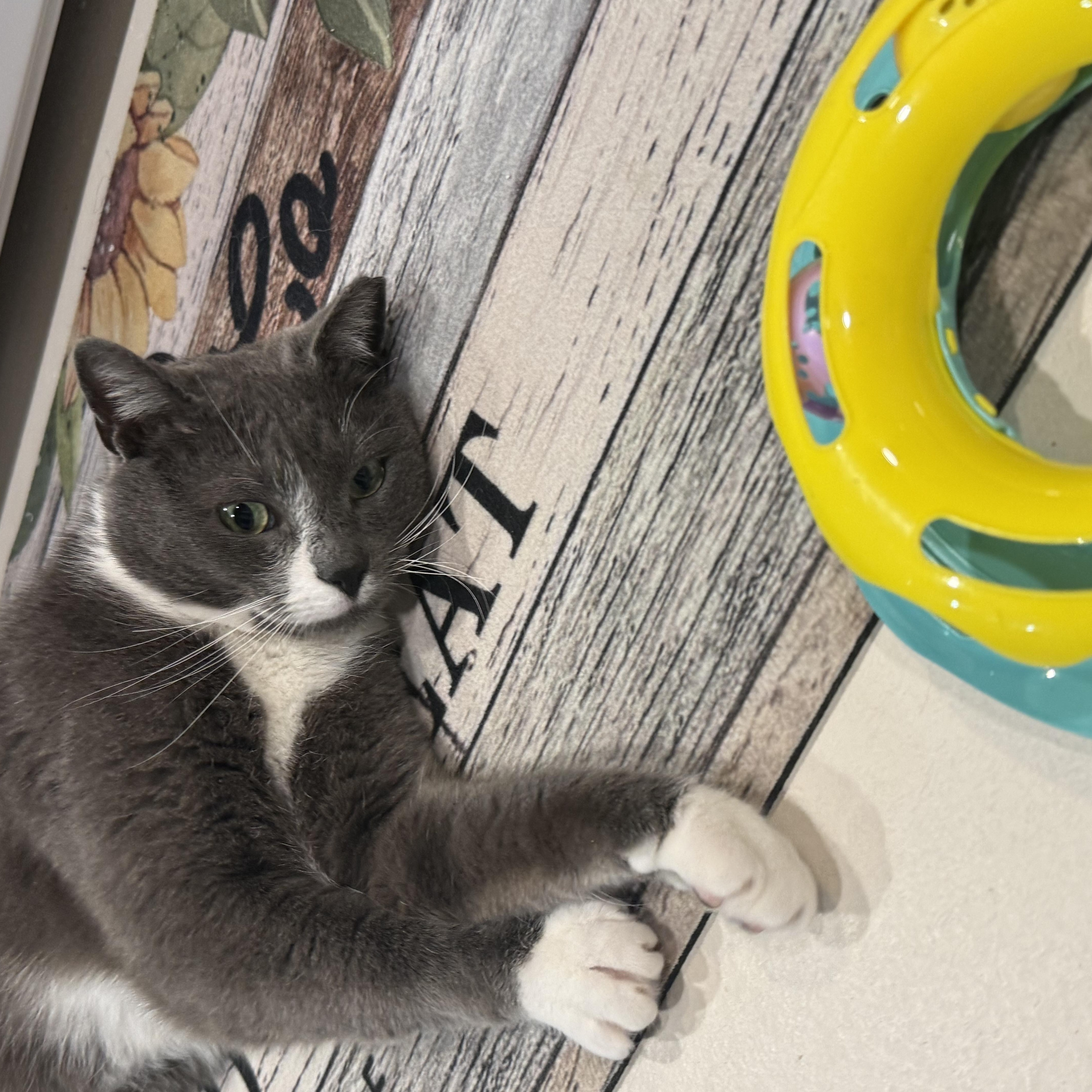 Teddy Bear thumbnail 6