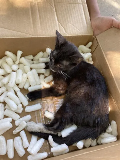 A baby small-sized female Domestic Short Hair cat named Lulu for adoption in Long Beach, CA