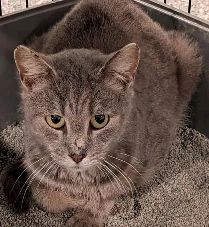 An adult medium-sized female Domestic Short Hair cat named Clair for adoption in Shawano, WI