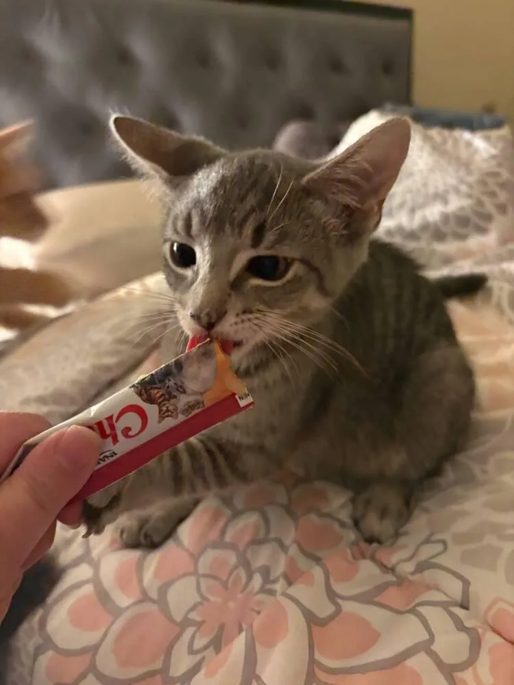 A baby small-sized male Domestic Short Hair cat named Calio for adoption in Skippack, PA